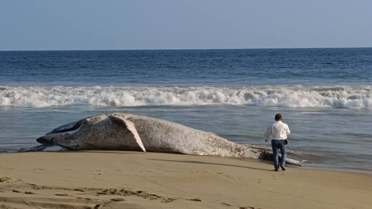 Una ballena fue localizada sin vida en la franja de arena en barra de Coyuca de Benítez, en la región Costa Grande de Guerrero.