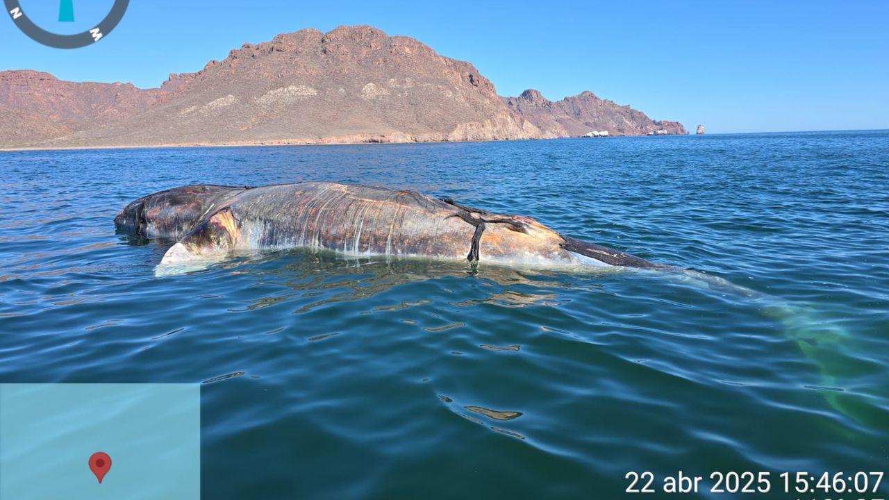 ponen a flote a ballena varada en Sonora