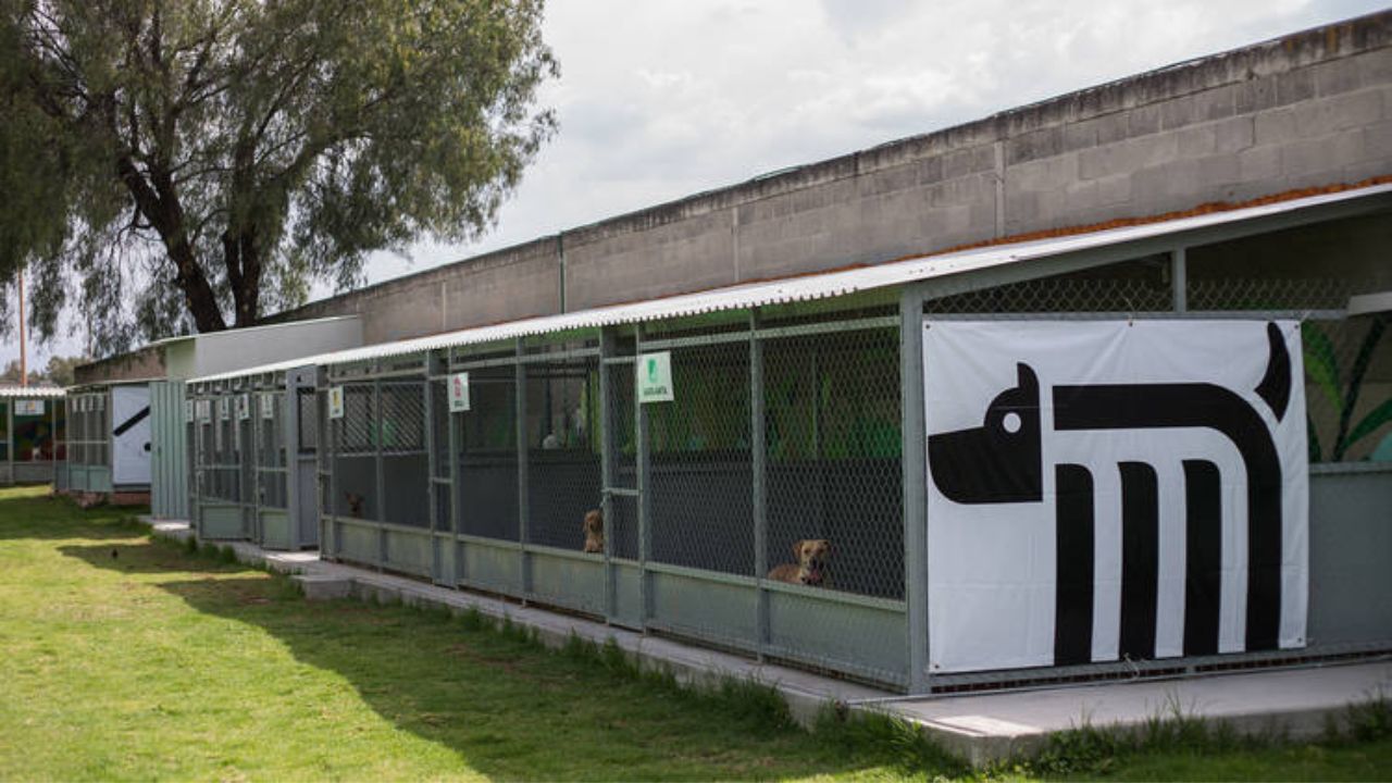 Refugio de perros del Metro