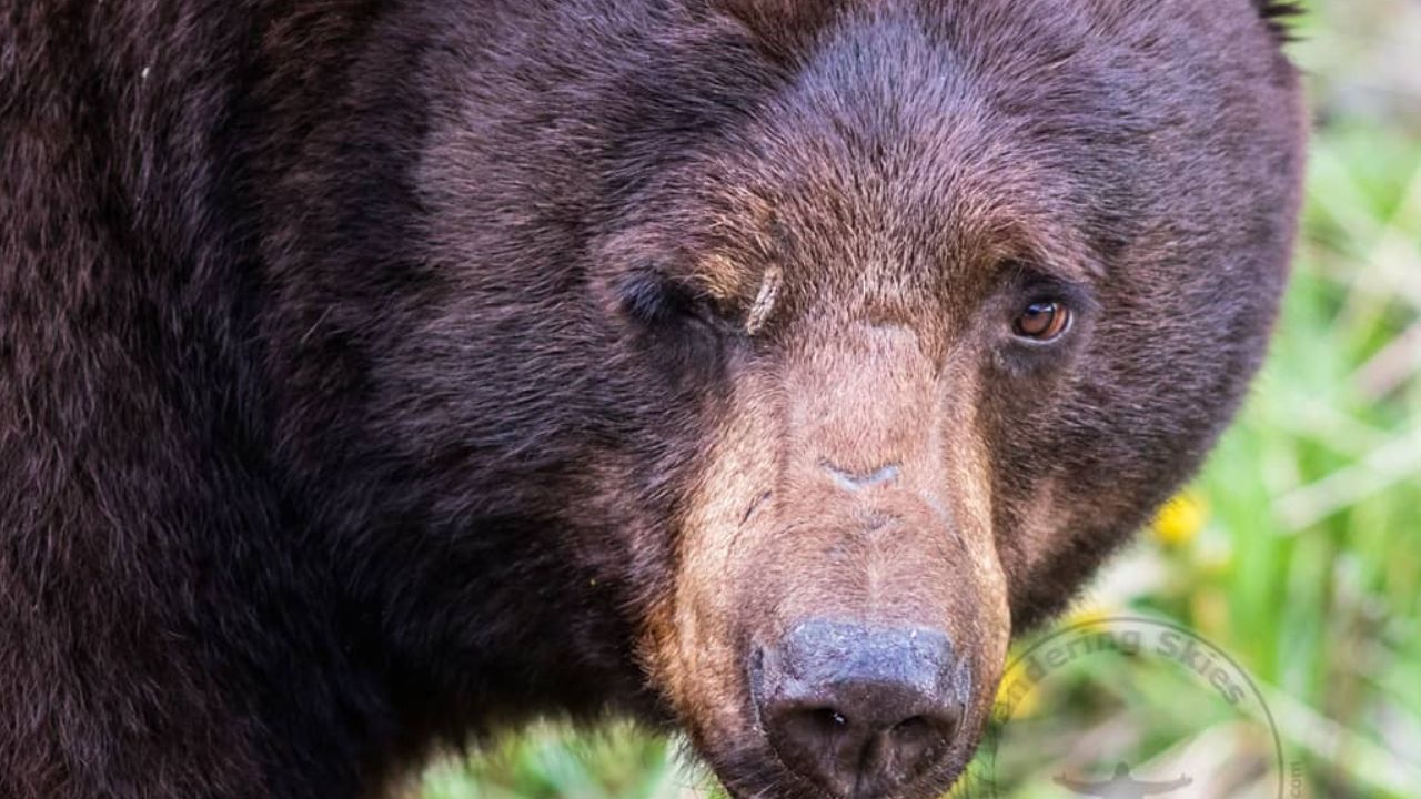 Eslovaquia autoriza el consumo de carne de oso