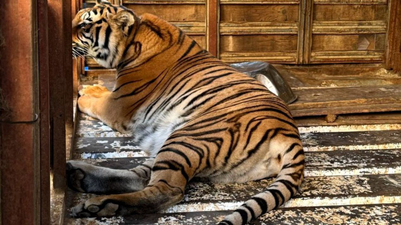Fauna silvestre rescatada, armas de fuego decomisadas y una persona detenida fue el saldo de un cateo realizado por la FGR en Tijuana.