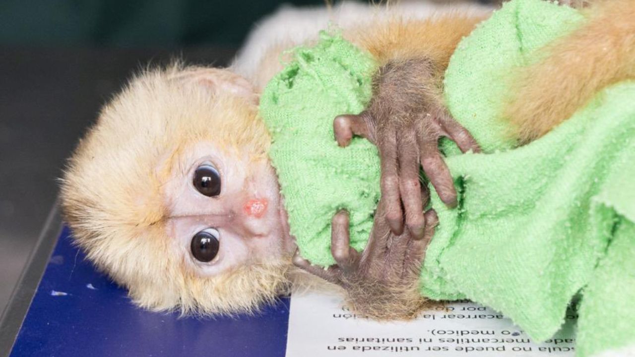 La policía de Colombia detuvo a dos traficantes de fauna silvestre que transportaban primates en su ropa interior para sacarlos del país. 