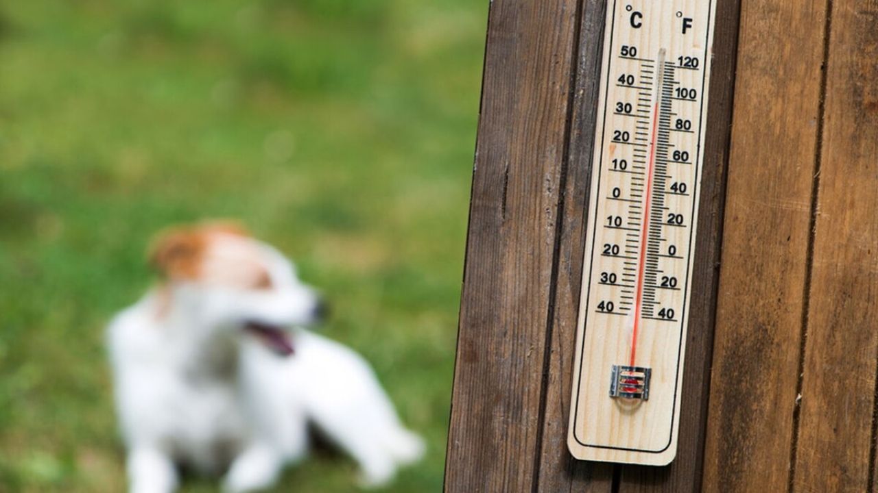 Actúa correctamente si a tu mascota le da un golpe de calor