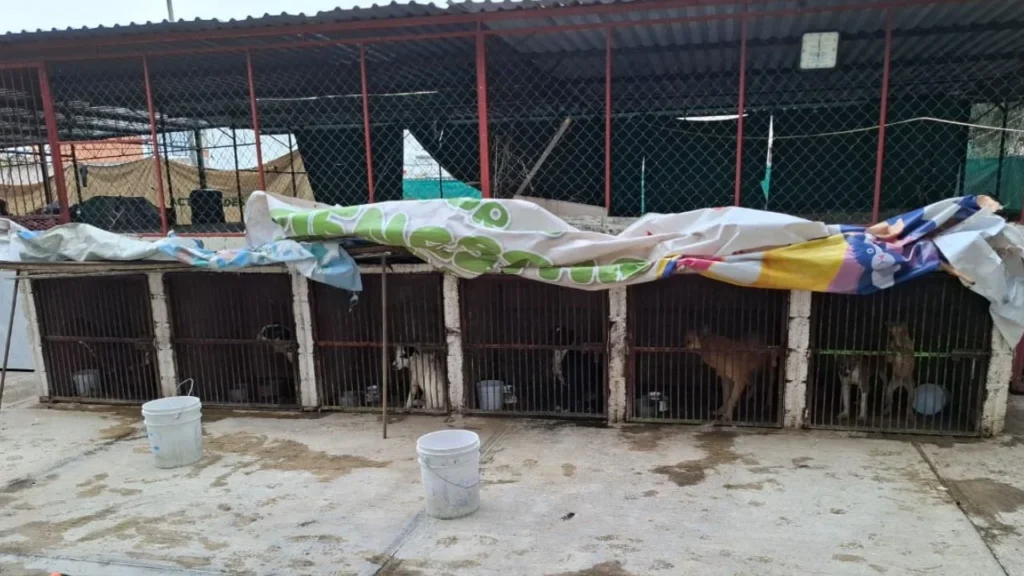 Aseguran Centro de Protección Animal de Ixtapaluca y rescatan 52 perritos