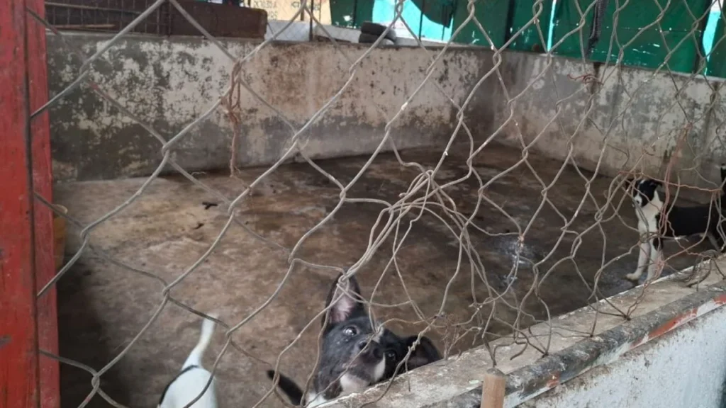 Aseguran Centro de Protección Animal de Ixtapaluca y rescatan 52 perritos