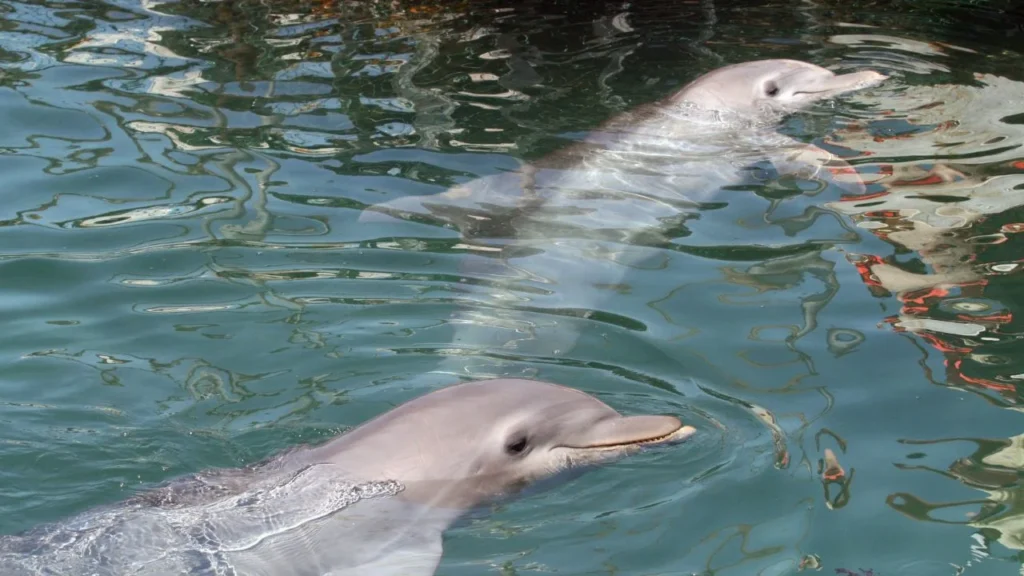  Las reformas plantean la prohibición de uso de mamíferos marinos, como delfines, en espectáculos fijos o itinerantes 