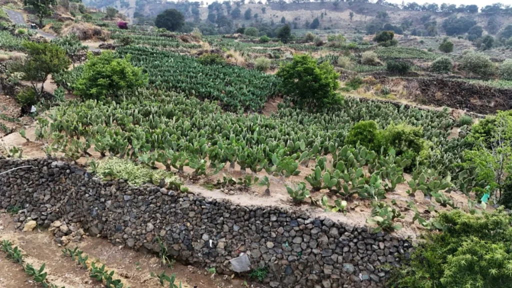 El Gobierno de la Ciudad de México decretó a las Terrazas Agrícolas como Patrimonio Biocultural de la CDMX.