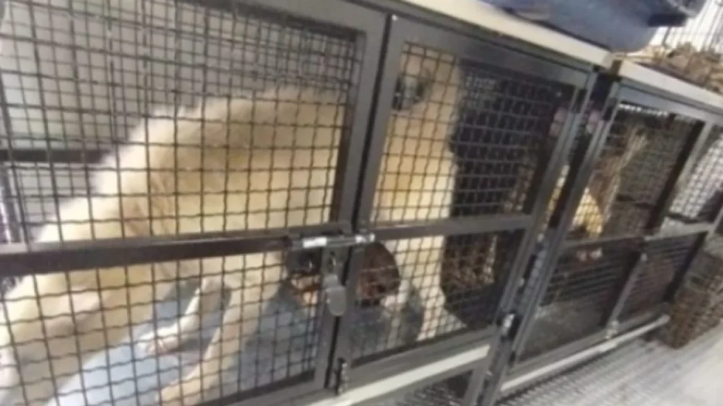 rescate de animales en condiciones de maltrato en ecatepec