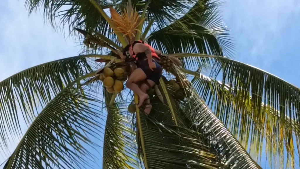 Un joven de 27 años, proveniente de Monterrey, NL, quedó atorado en una palmera en la playa de Bahía de Banderas, Nayarit.