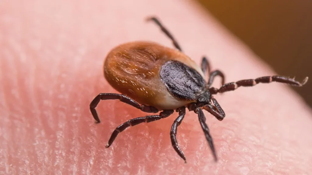 La enfermedad de Lyme es una infección bacteriana que se contrae por la picadura de una garrapata infectada.