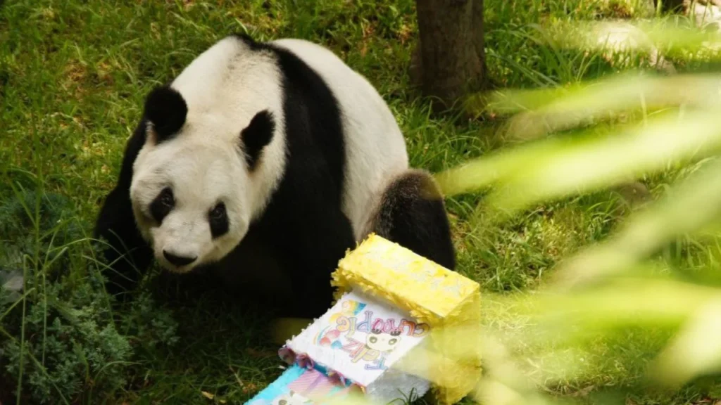 Xin Xin, la panda gigante de Chapultepec y última ejemplar de México