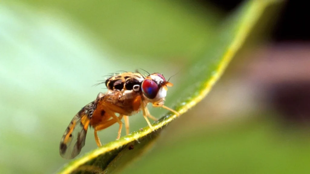 mosca de fruta en nuestro país