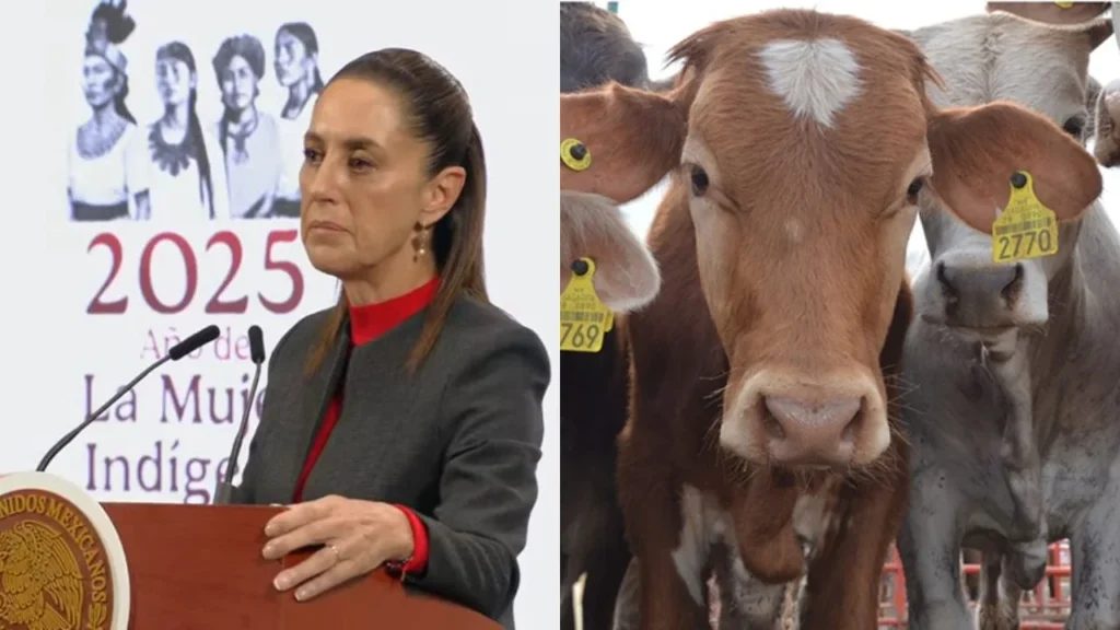 Tras cierre de frontera al ganado mexicano, Sheinbaum lo considera una medida exagerada.