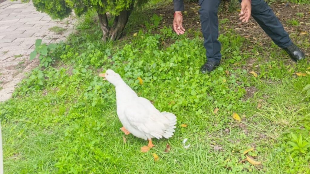 Policías de la SSC auxilian a pato lastimado en el Bosque de Chapultepec.