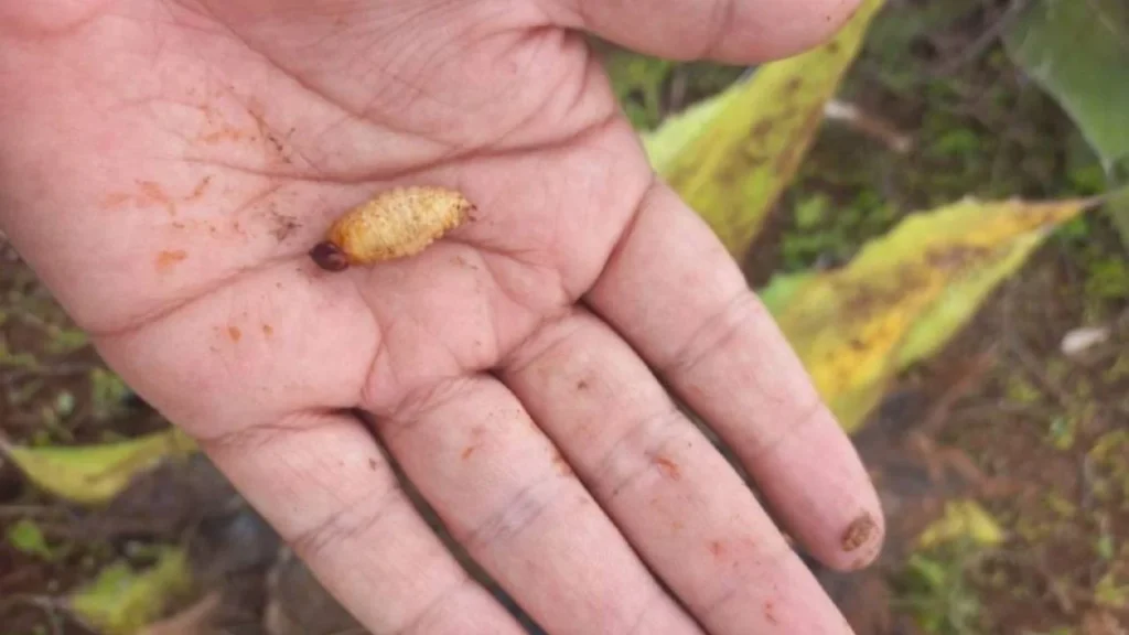 7 contagios de gusano barrenador en humanos se registraron en Tapachula hasta el 22 de agosto
