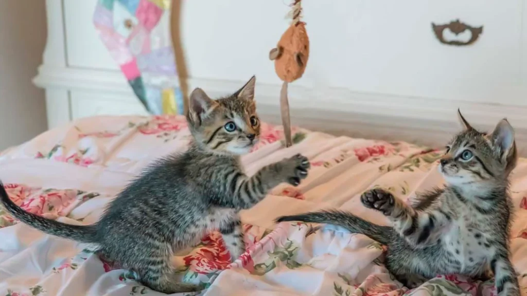El Día Internacional del Gato se estableció en el año 2002 por el Fondo Internacional para el Bienestar Animal