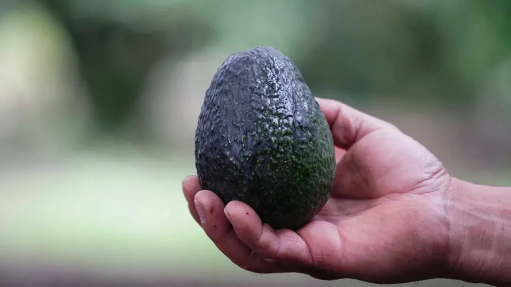 México es uno de los principales productores de aguacate en el mundo.