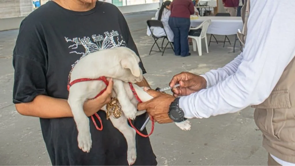 La Secretaría de Salud continúa reforzando acciones de prevención y control de rabia, al aplicar 8 mil vacunas antirrábicas en Campeche.