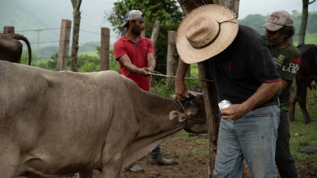La mayor cantidad de casos de miasis en humanos por gusano barrenador se registran en Chiapas con 36 y ya suman 41 en todo México.