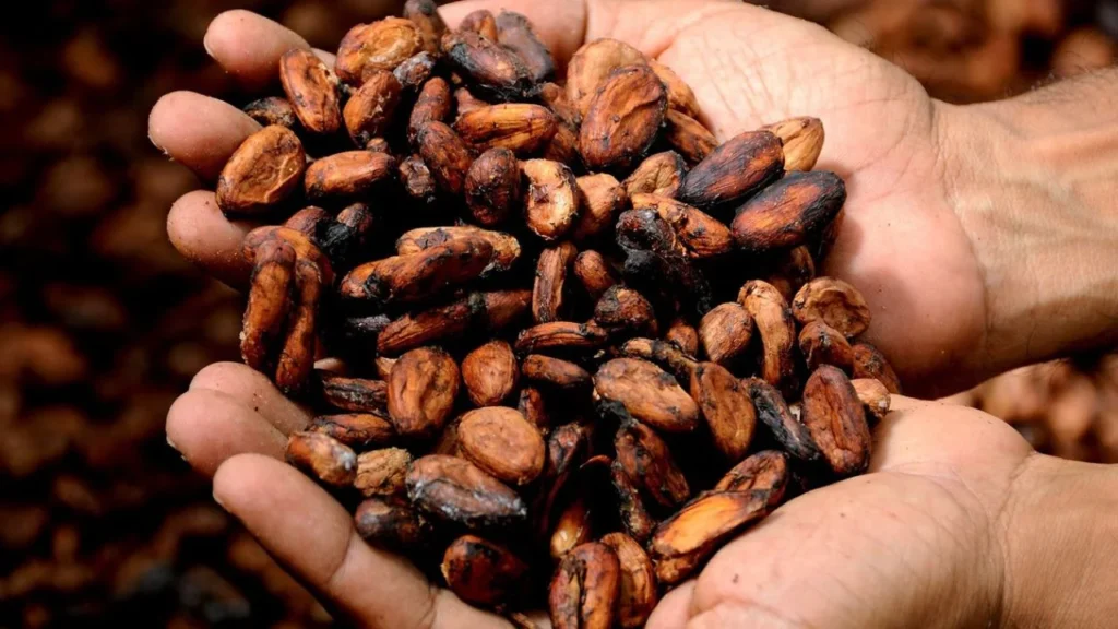 Cacao, cocoa y chocolate: ¿Cuál es la diferencia entre cada uno?