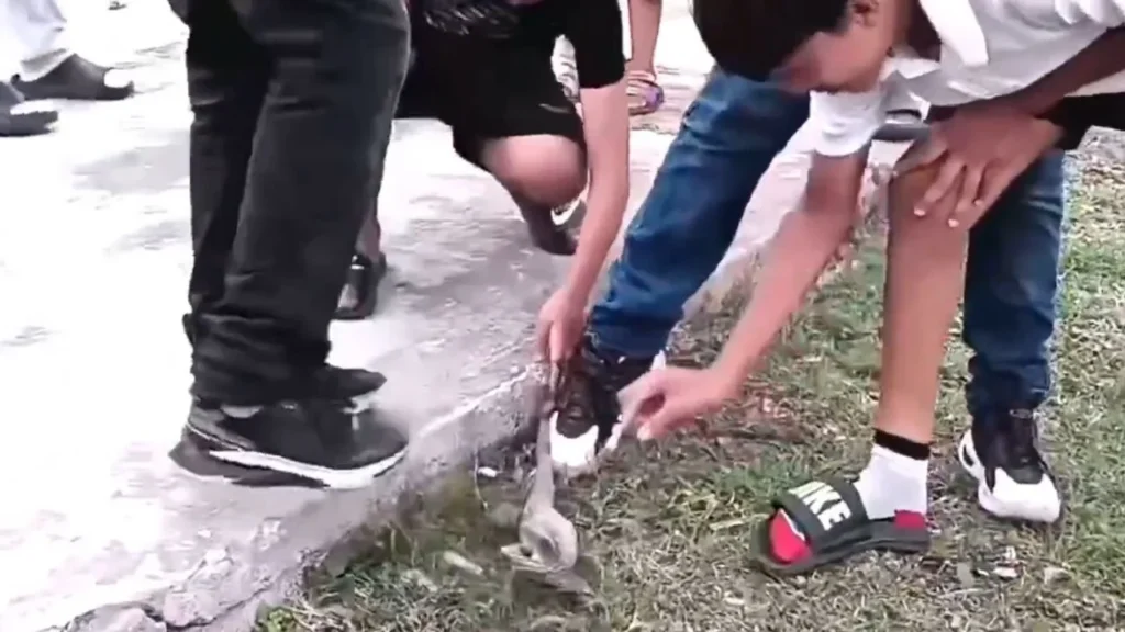 habitantes de Calkiní celebran un festejo tradicional donde destaca el maltrato animal