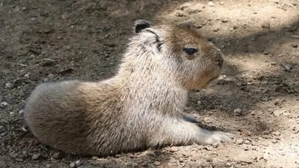 El parque temático de Nuevo León presentó a su nuevo y tierno integrante capibara bebé y anunció que ya se le puede visitar y verlo de cerca.