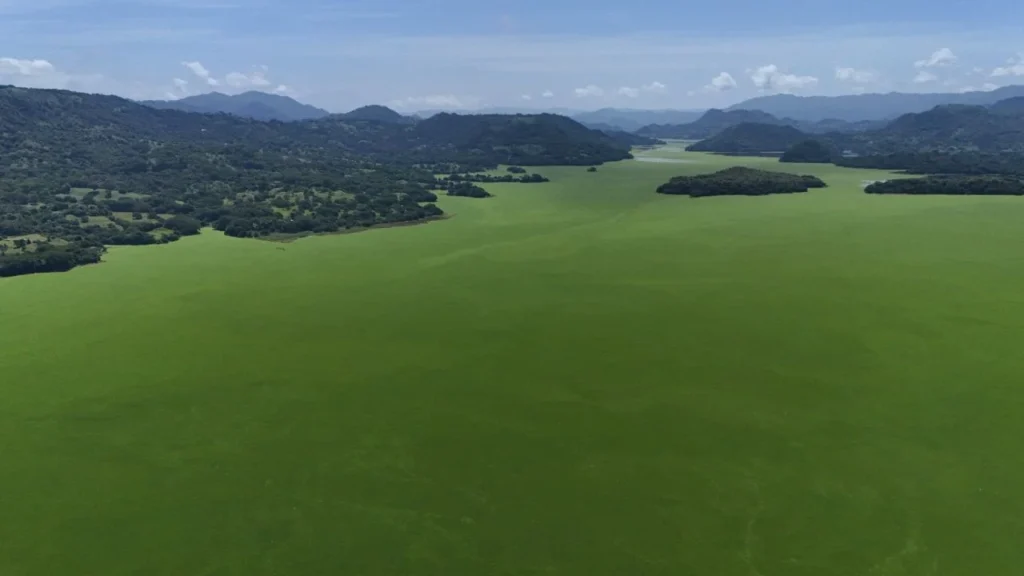 Planta acuática cubre y asfixia el lago más grande de El Salvador; hay más de mil 270 toneladas de lechuga acuática (Pistia stratiotes).