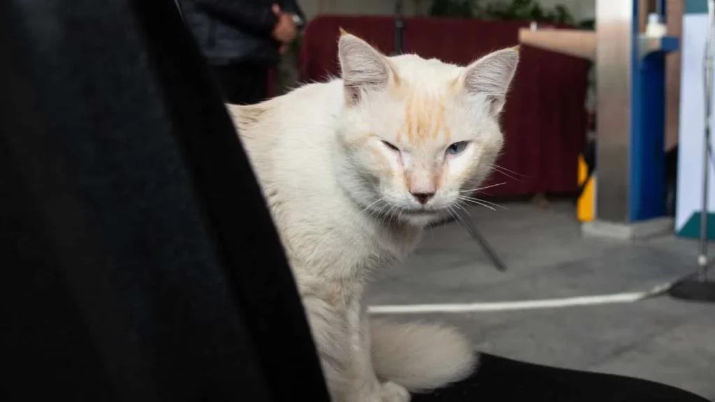  Elementos de la Brigada de Vigilancia Animal (BVA) de la policía capitalina resguardaron a 65 gatitos con diferentes problemas de salud.