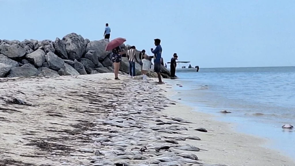 Durante 24 años, el Cinvestav-Mérida no ha registrado FAN tóxico, sólo nocivo con impactos negativos para la pesca y el turismo de la costa.