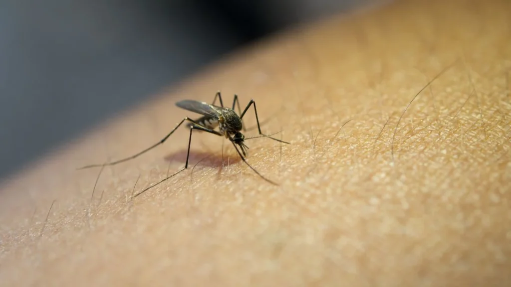 ¿No sabes por qué te pican tanto los mosquitos? Descubre si cuentas con las características que atraen más a estos insectos voladores.