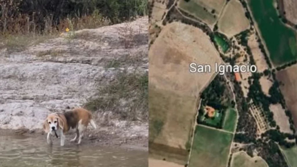 Ramsey y su familia instan a seguir difundido la alerta de Halo, su perrita desaparecida con el propósito de tenerla de vuelta