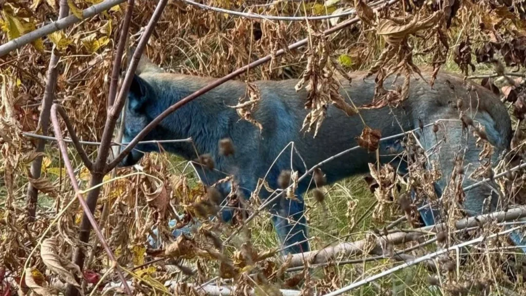 De manera sorprendente, tres perros con pelaje azul fueron captados paseando en las inmediaciones de Chernóbil.