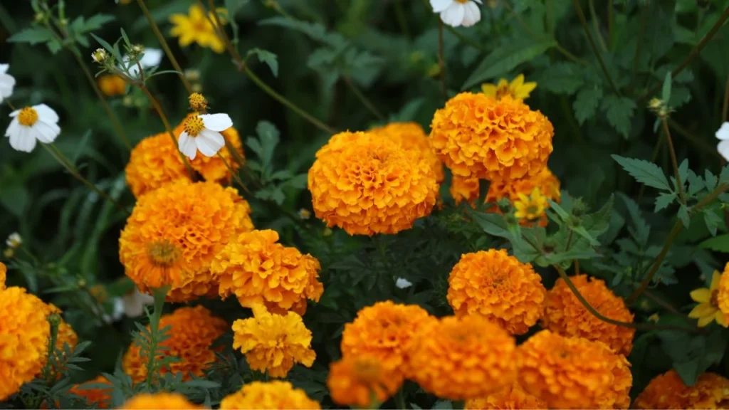 Entre miles de flores de cempasúchil, Ulises, su esposa y sus cinco hijos, compartieron el cariño y vocación con el que trabajan la tierra para la producción de diversos tipos de plantas como nochebuenas y tulipanes.