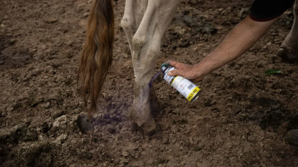 La Secretaria de Agricultura de EU afirmó que detección de nuevo caso de gusano barrenador en Nuevo León, puede tratarse de un caso aislado.