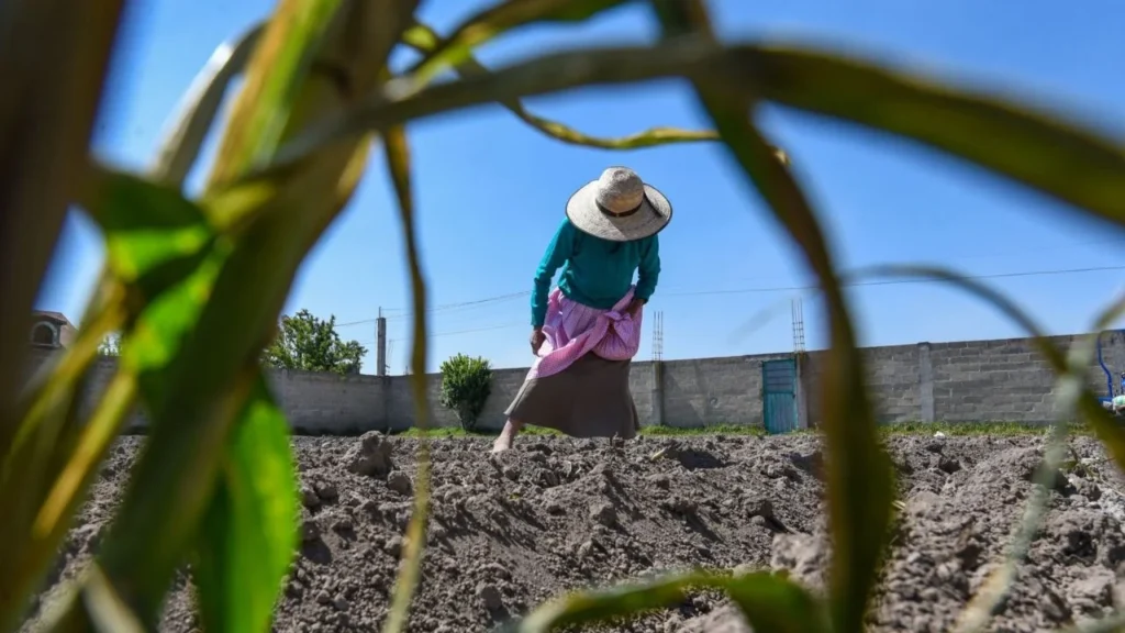 El Gobierno ofrecerá a productores una propuesta sobre los precios de maíz, que vaya más allá de los “vaivenes del mercado”.