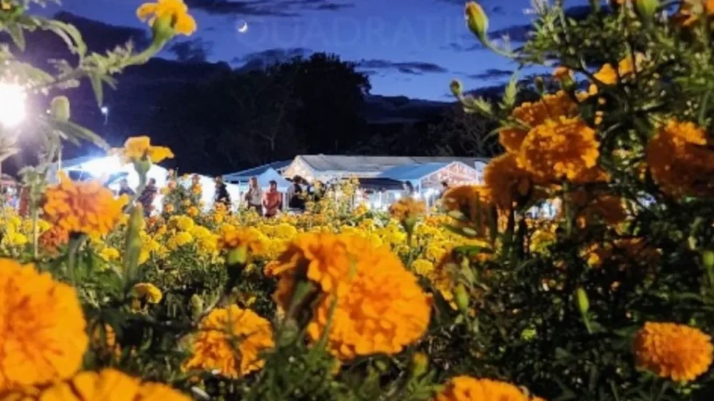 Fitoflor en San Javier Xoxocotlán se ha convertido en un paisaje de único de la temporada de otoño y Día de Muertos en el estado de Oaxaca.