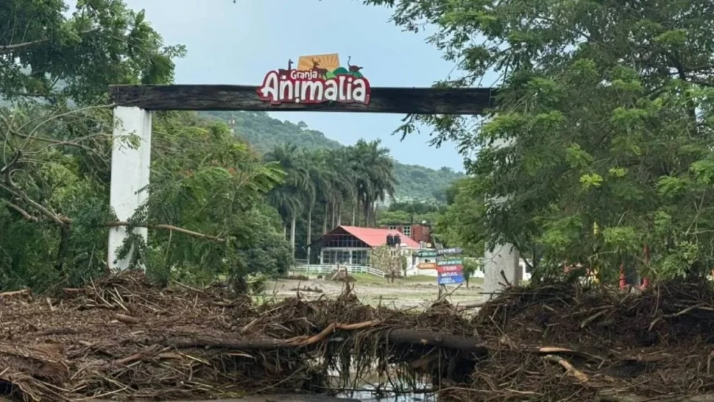 Localizan sin vida al tigre de bengala que escapó de zoológico Animalia