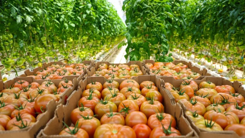 El crecimiento anual del 15.3% en la producción agrícola de frutas y verduras contribuyó positivamente en la actividad económica del país.