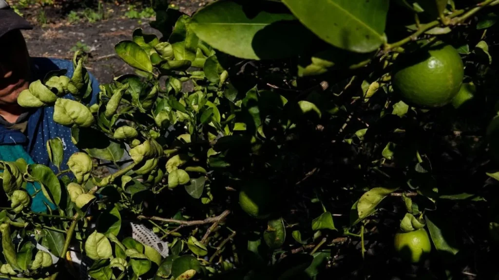 Árbol de limones. México, potencia en cítricos.