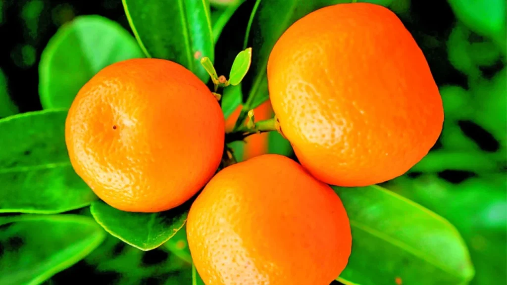La producción de mandarina de este año en México se estima en los mil 300 millones de pesos, cifra similar a la alcanzada en 2024.
