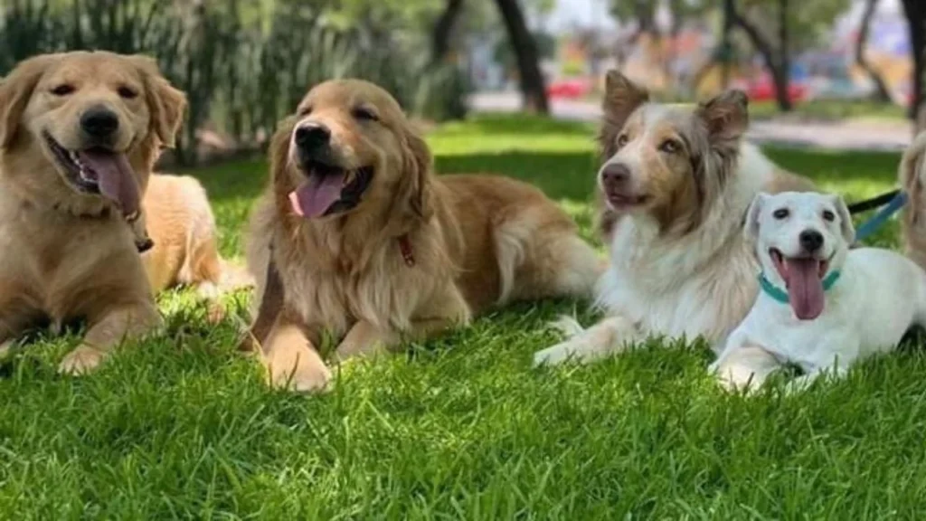 Perros ayudan a pacientes oncológicos dentro del programa 'Juntos es Mejor' del Cenatac