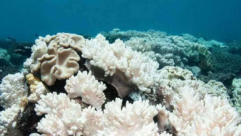 Más del 99% de los corales tropicales podrían desaparecer, incluso estabilizando el calentamiento global que azota al planeta.