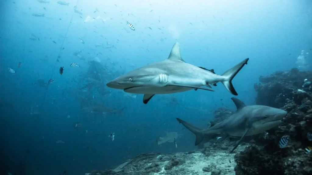 Los Tiburones También Tienen Miedo estará disponible en librerías de prestigio a partir de diciembre
