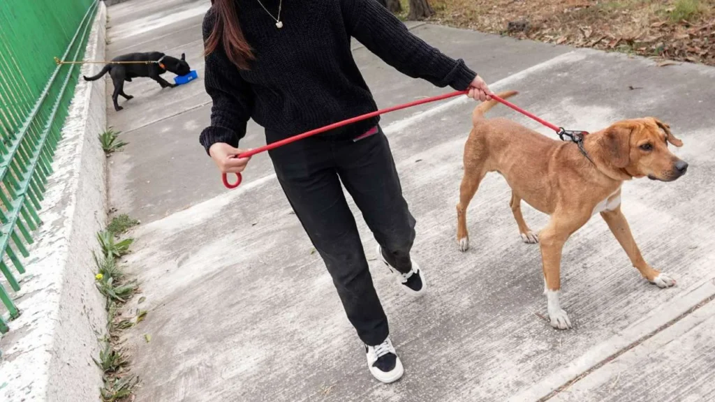Habitantes de Chetumal denuncian una nueva ola de envenenamiento de perros.
