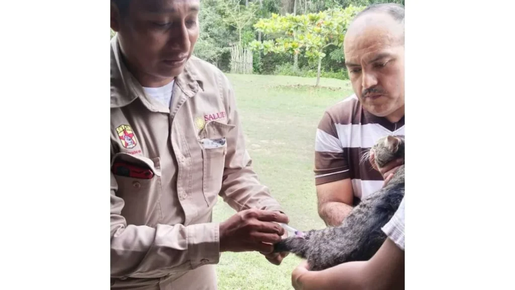 Aplican más de 100 mil vacunas antirrábicas a perros y gatos en Campeche.