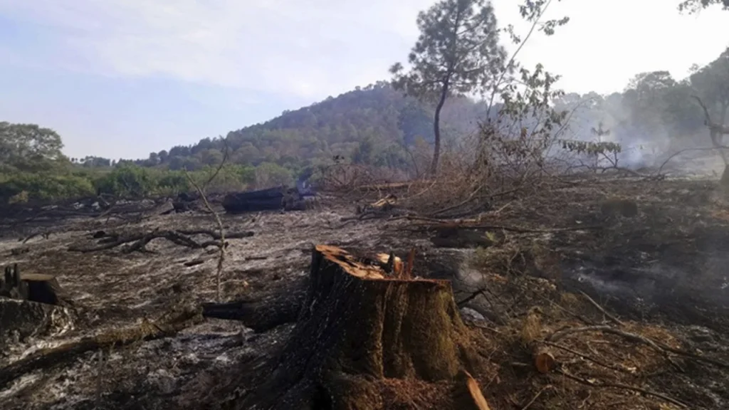 La Cámara de Diputados aprobó aumentar las penas sobre los delitos contra el ambiente y la gestión ambiental en el país.