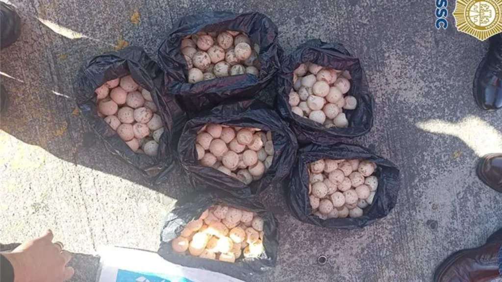 Personal de la Policía Bancaria e Industrial detuvo a un hombre que transportaba los huevos de tortuga dentro del Metro Chabacano Línea 8.