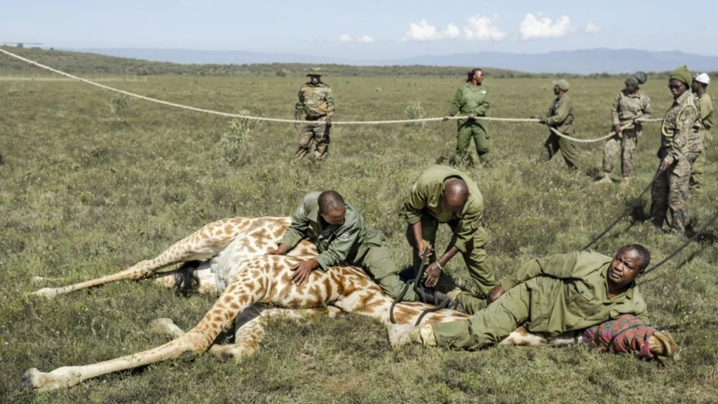 A juvenile Masai giraffe stands inside a transportation crate with its eyes covered by a blanket as rangers from Kenya Wildlife Services (KWS) attempt to load the crate onto a vehicle during an exercise to translocate large herbivores from Kedong Ranch due to land subdivisions and corralling that have disrupted wildlife migratory routes in Naivasha, Nakuru County, on November 16, 2025.