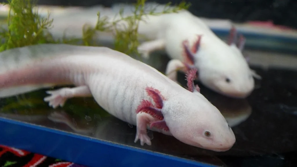 La UNAM, lanzó una campaña para que las personas puedan 'adoptar' un ajolote de Xochimilco, entérate aquí de los detalles.