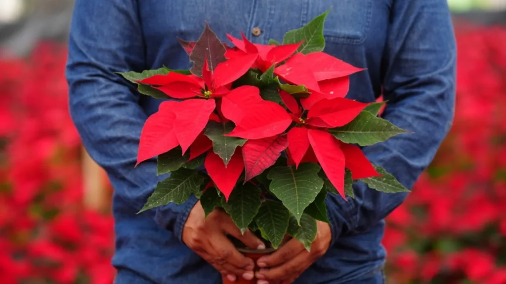 Otros nombres con los que se le conoce en la actualidad a la Nochebuena son: Flor de Navidad, Estrella de Navidad, Flor de Pascua entre otros